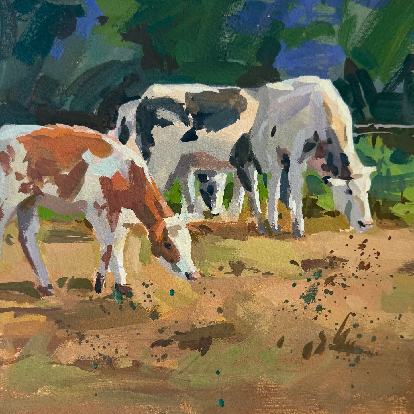 Cows